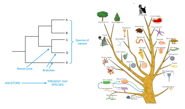 plantilla de árboles filogenéticos 2