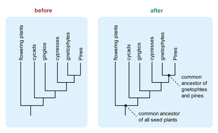 plantilla de árboles filogenéticos 4