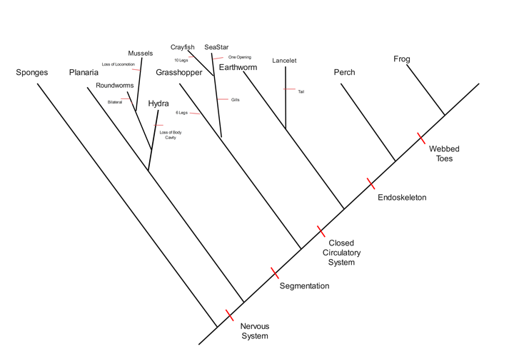 plantilla de árboles filogenéticos 5