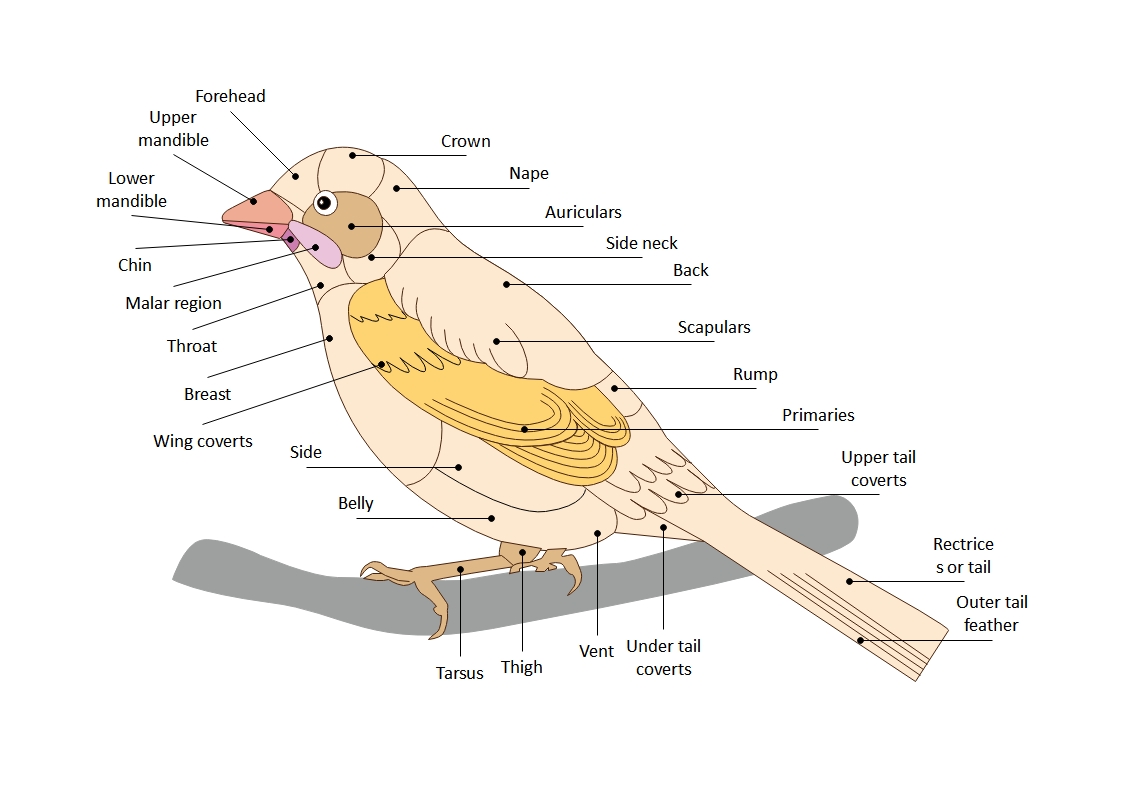 bird anatomy diagram