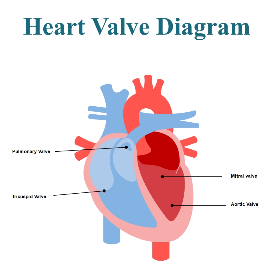 heart valve diagram